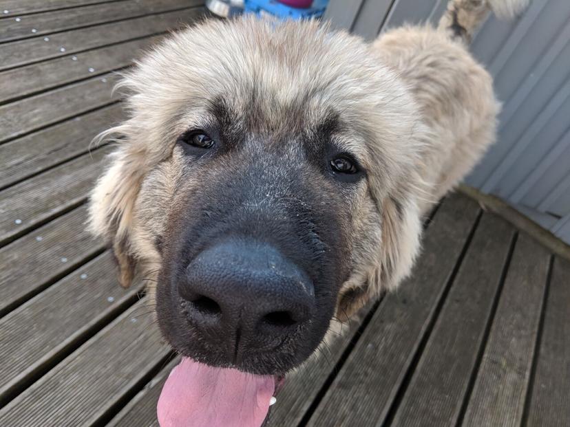 Random photo of a dog