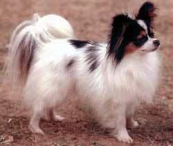 Random photo of a dog