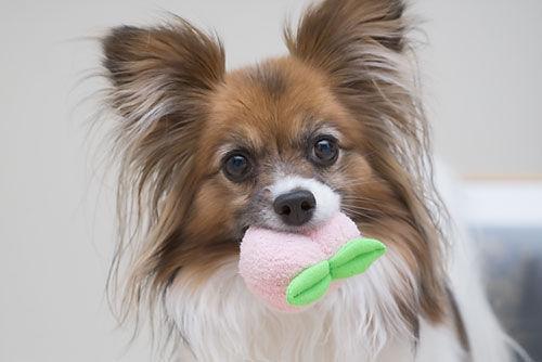 Random photo of a dog