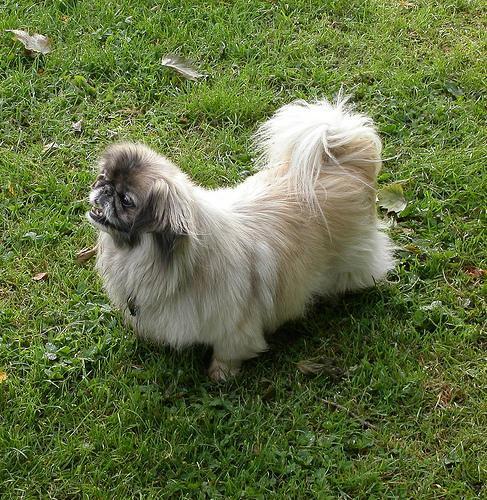 Random photo of a dog