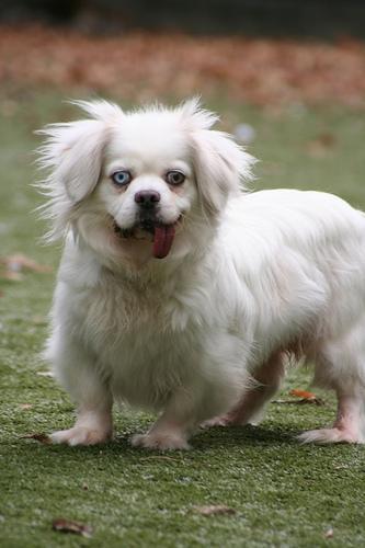 Random photo of a dog