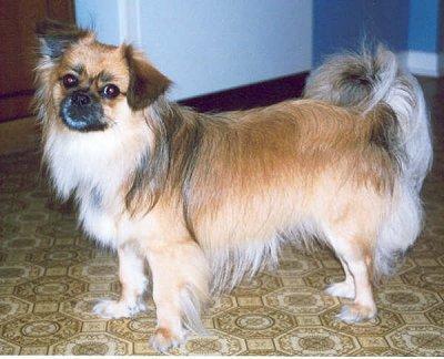 Random photo of a dog