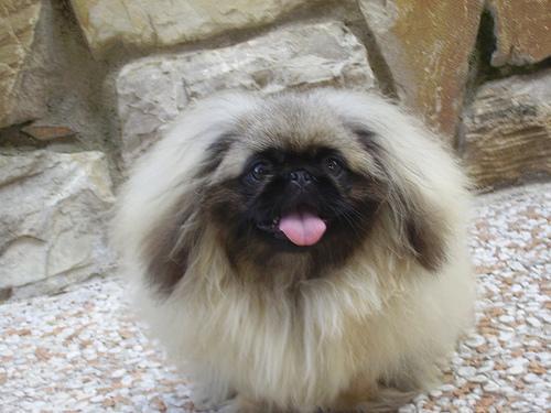 Random photo of a dog