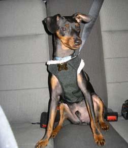 Random photo of a dog