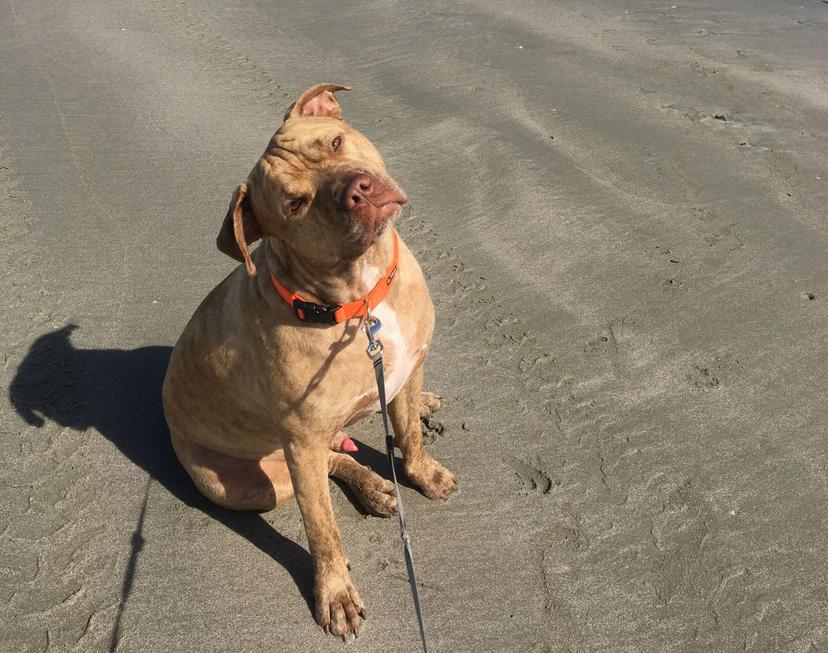 Random photo of a dog