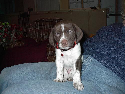 Random photo of a dog