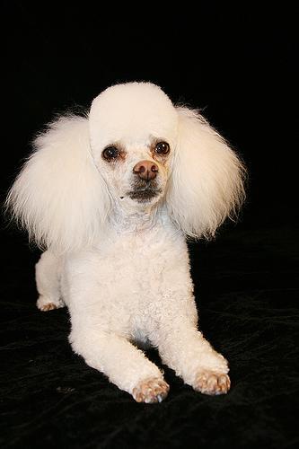 Random photo of a dog