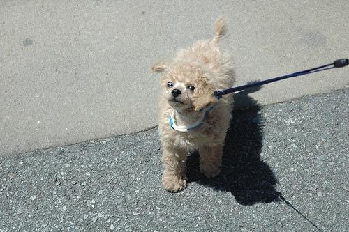 Random photo of a dog