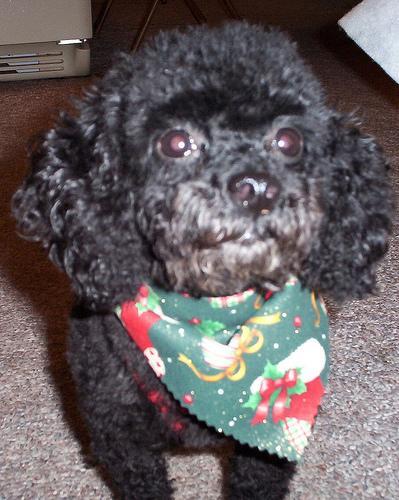 Random photo of a dog
