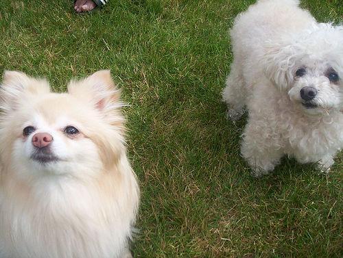 Random photo of a dog
