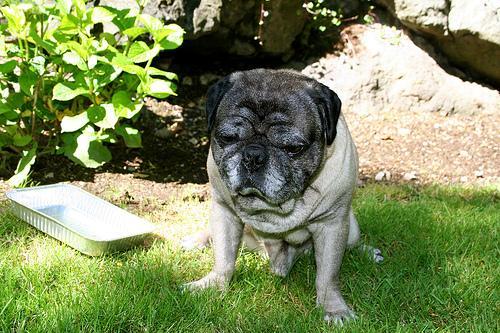 Random photo of a dog
