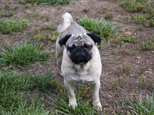 Random photo of a dog