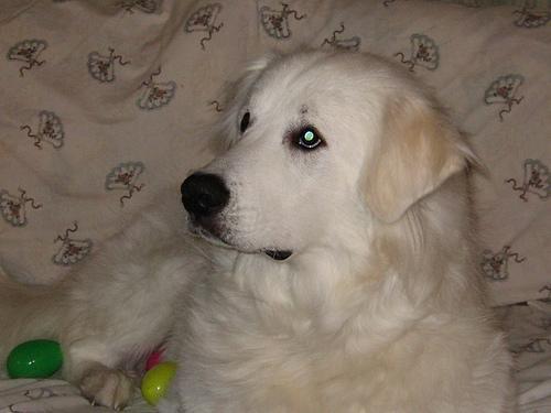 Random photo of a dog