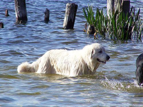Random photo of a dog