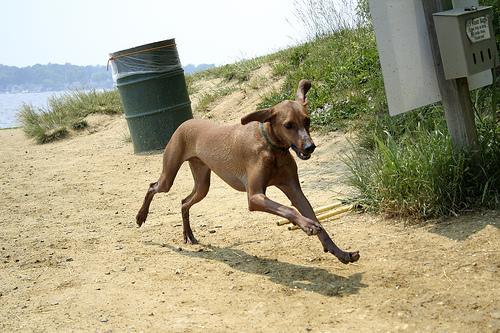 Random photo of a dog