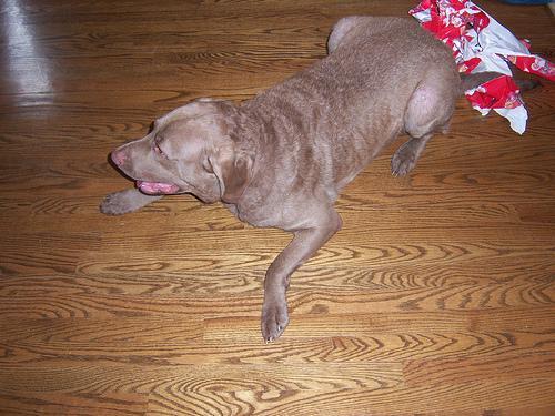 Random photo of a dog