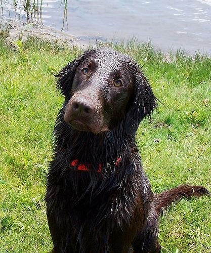 Random photo of a dog