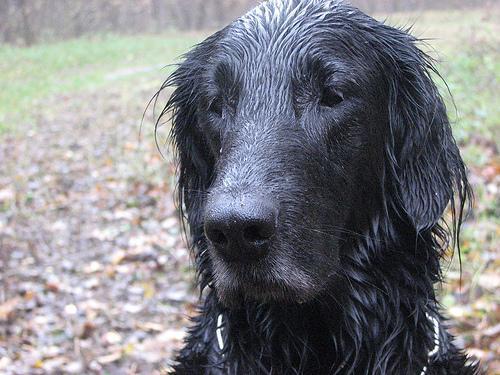 Random photo of a dog