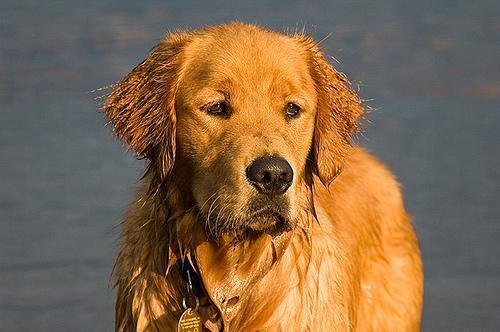 Random photo of a dog