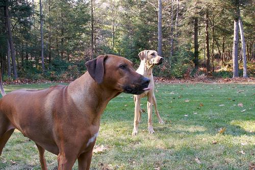 Random photo of a dog