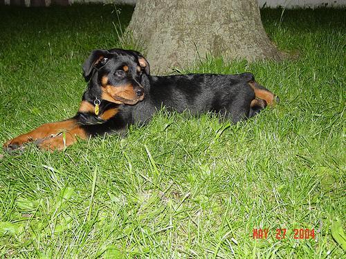 Random photo of a dog