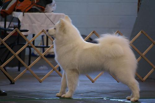 Random photo of a dog