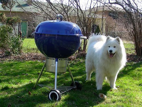 Random photo of a dog