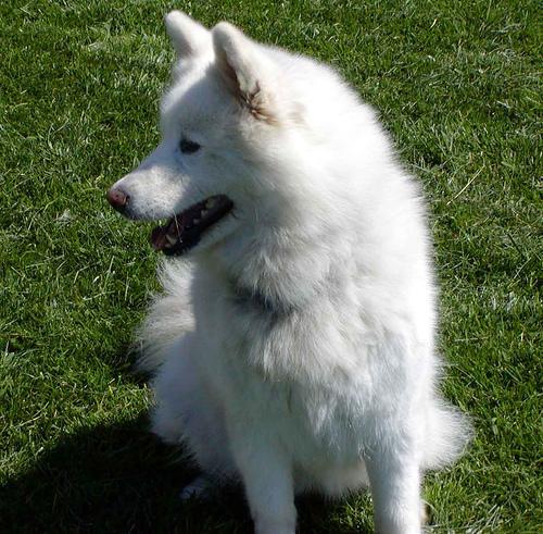 Random photo of a dog