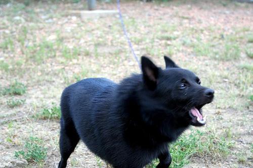 Random photo of a dog