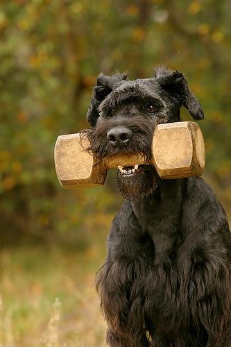 Random photo of a dog