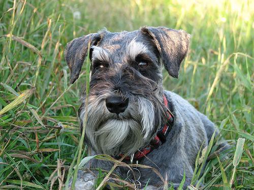 Random photo of a dog