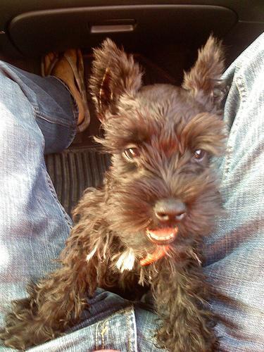 Random photo of a dog