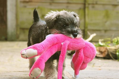Random photo of a dog