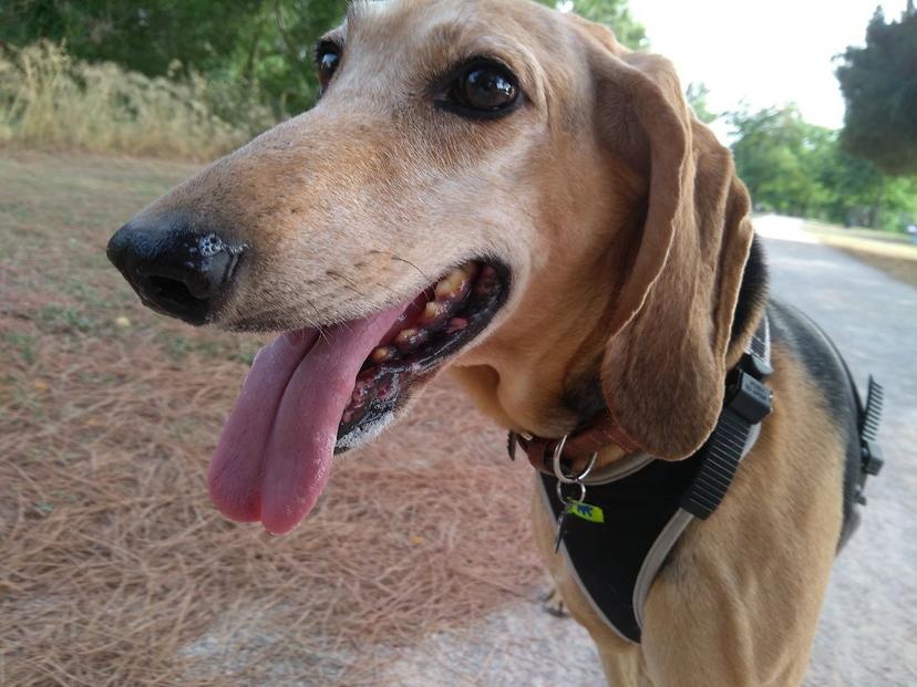 Random photo of a dog
