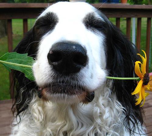 Random photo of a dog