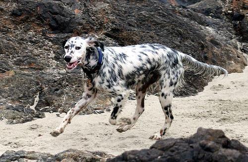 Random photo of a dog