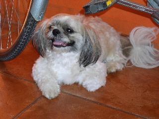 Random photo of a dog