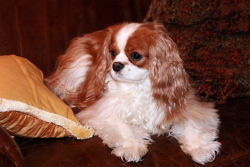 Random photo of a dog