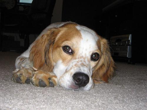 Random photo of a dog