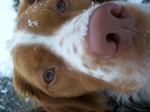 Random photo of a dog