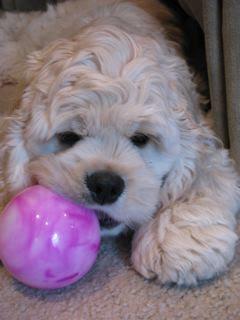Random photo of a dog