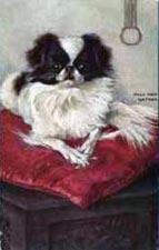 Random photo of a dog