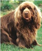 Random photo of a dog