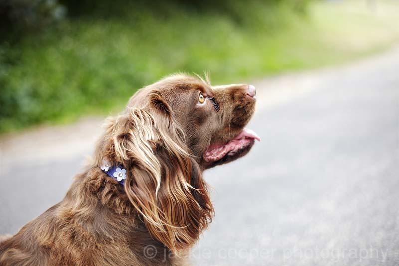 Random photo of a dog