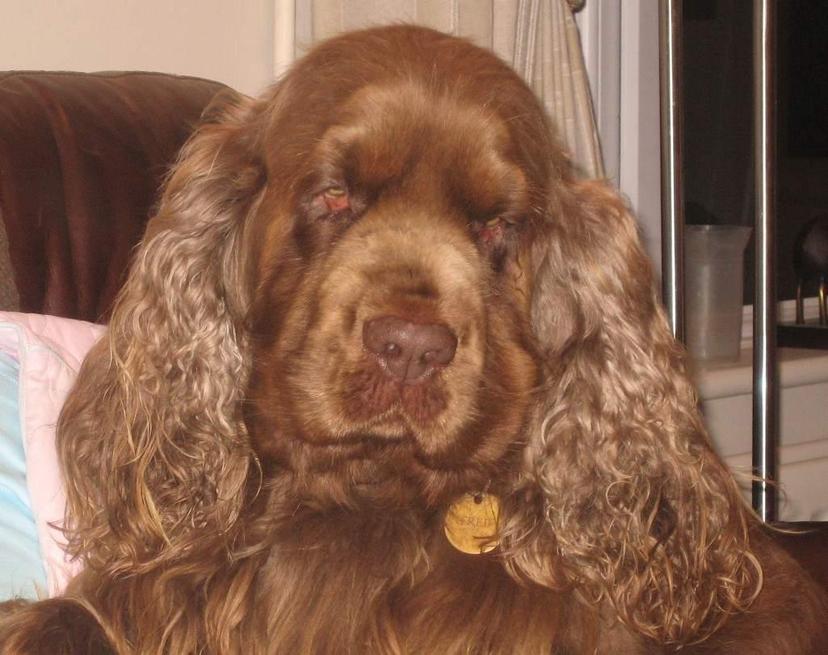 Random photo of a dog