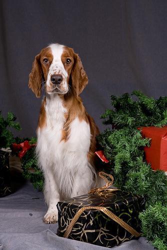 Random photo of a dog