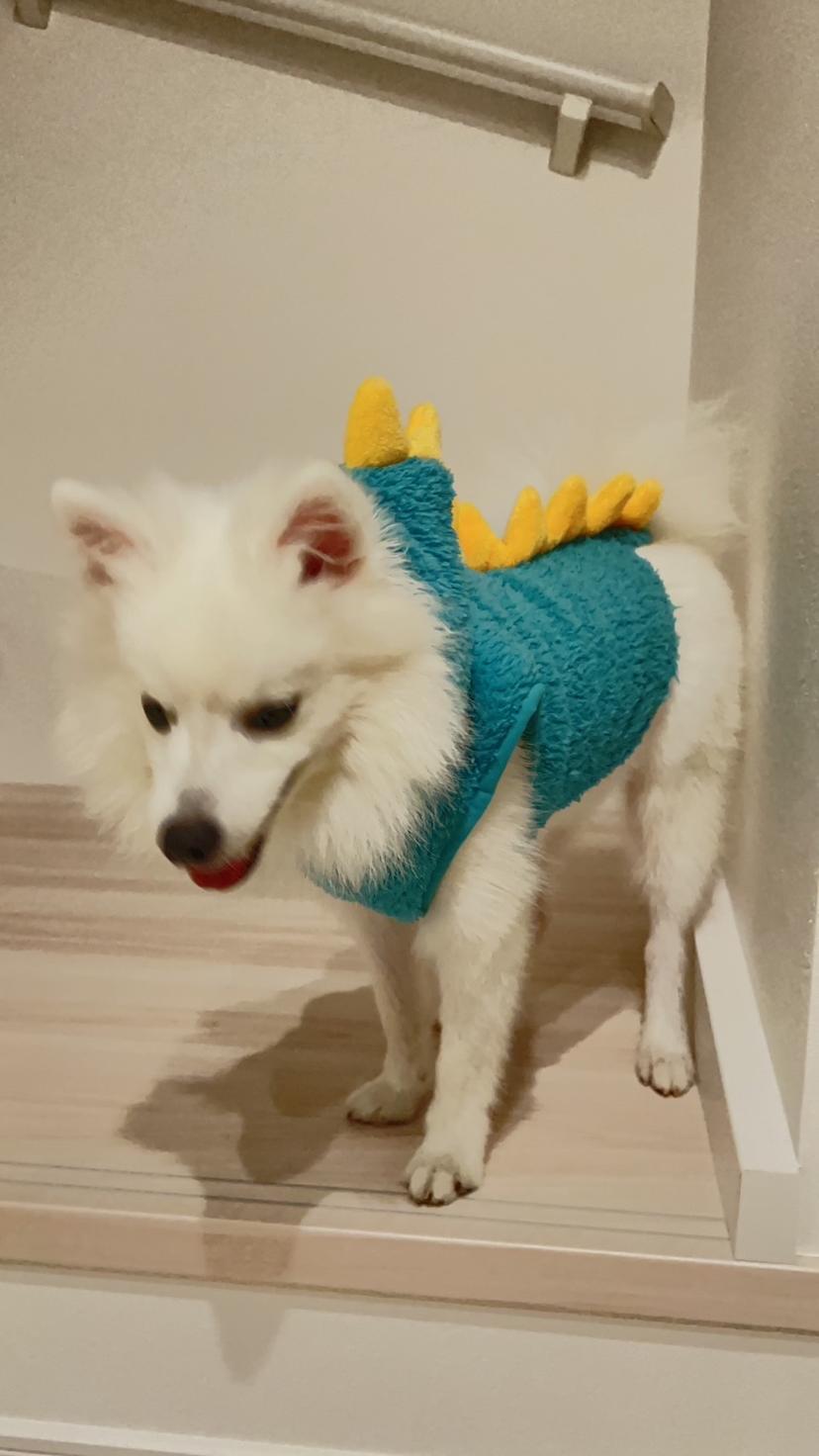 Random photo of a dog