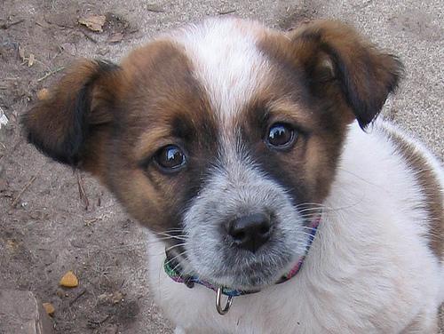 Random photo of a dog