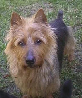 Random photo of a dog