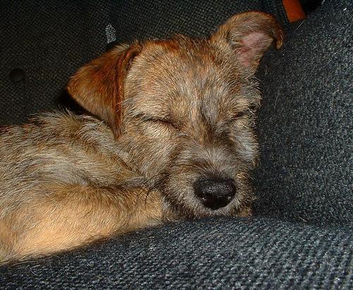 Random photo of a dog